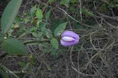 Centrosema pubescens